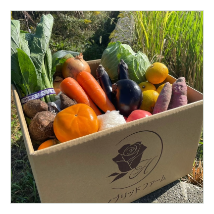 【単発便】新鮮お野菜BOX