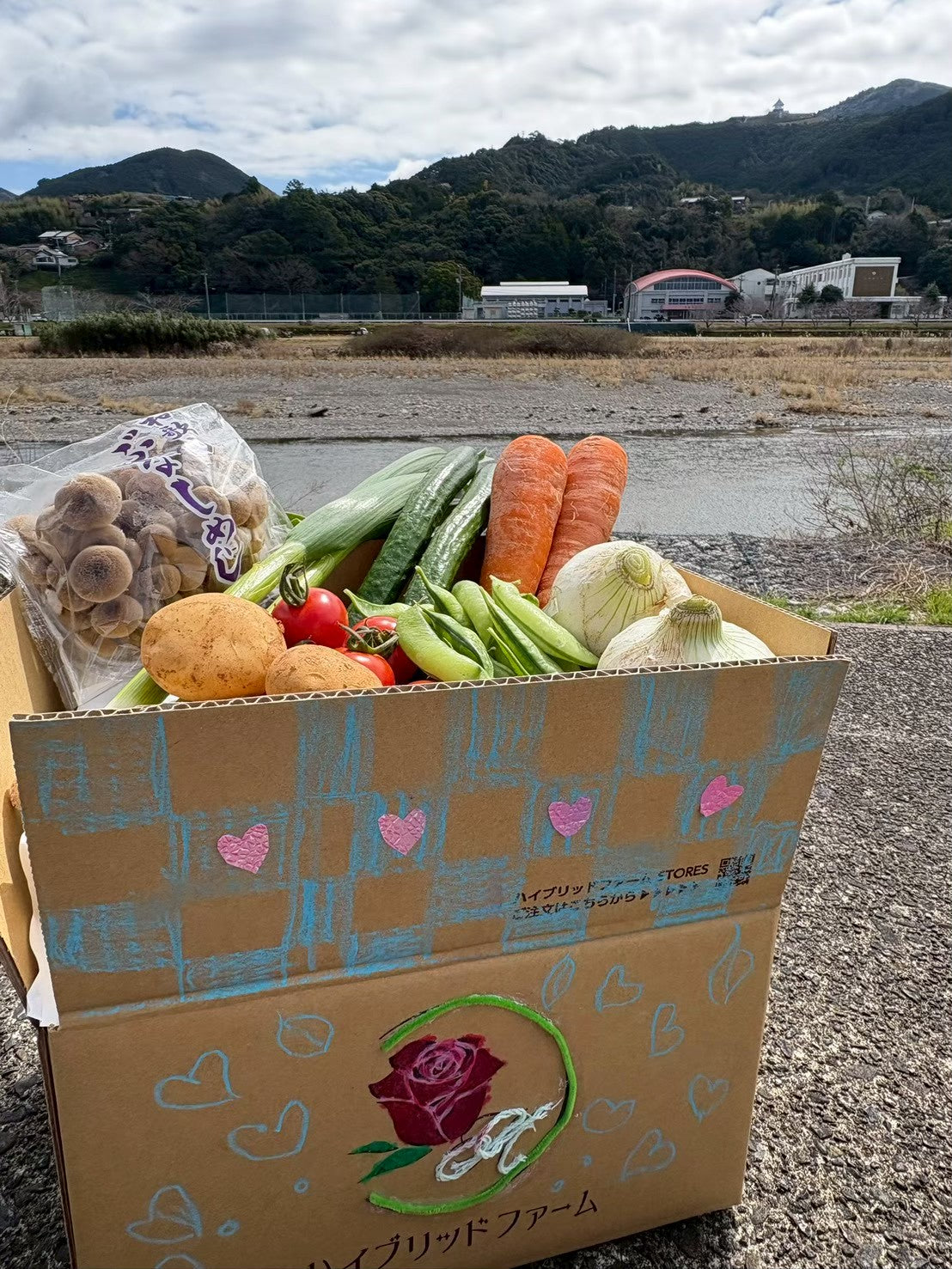 【定期便/１年間】新鮮お野菜BOX