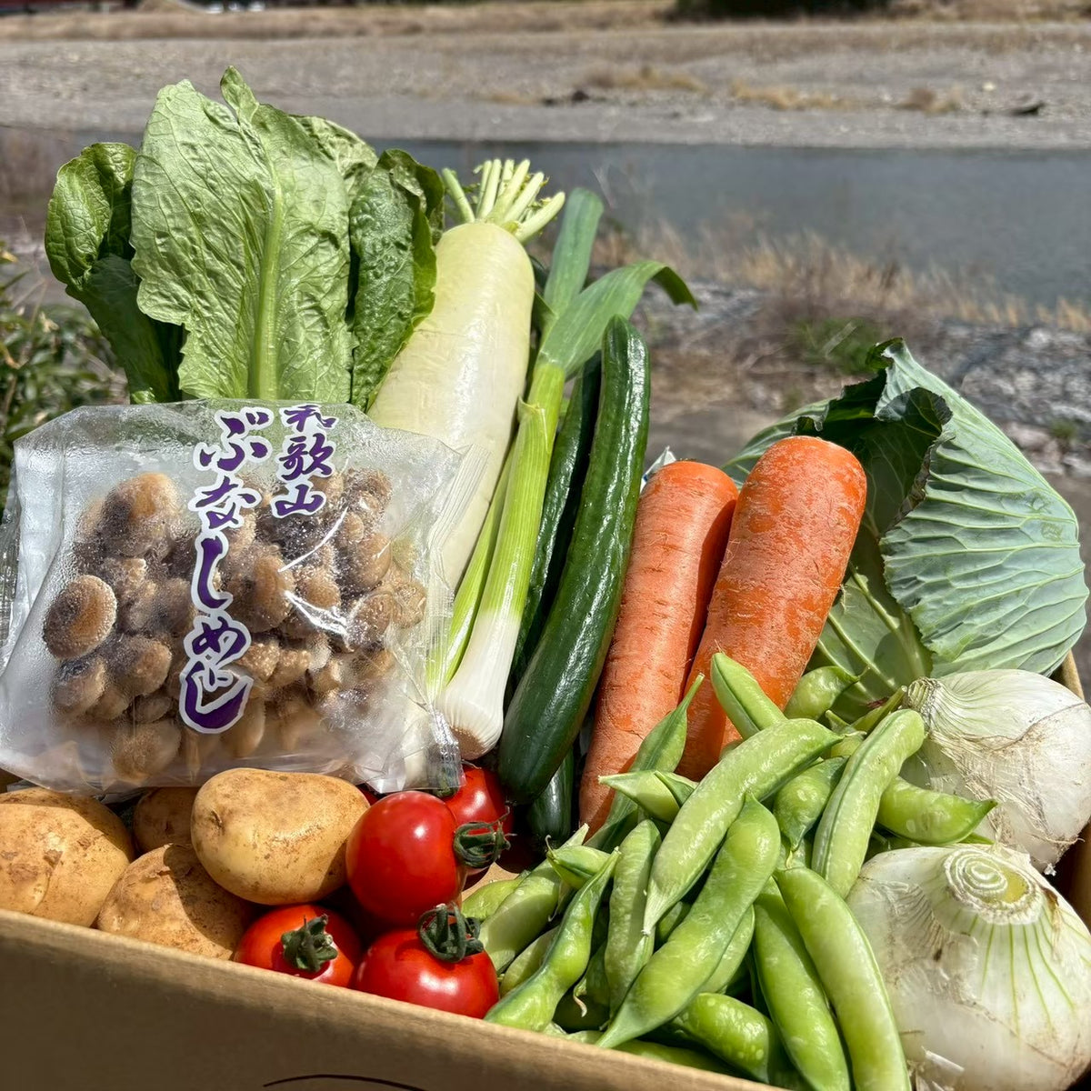 【定期便/１年間】新鮮お野菜BOX