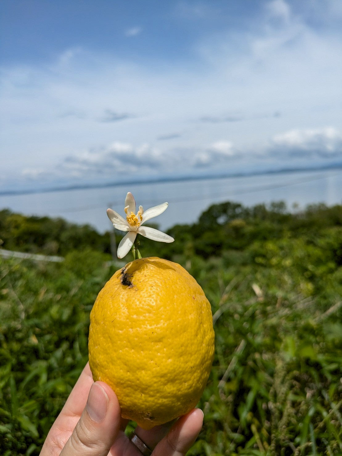 【9月お野菜便注文者限定】🍋小豆島ドライレモン