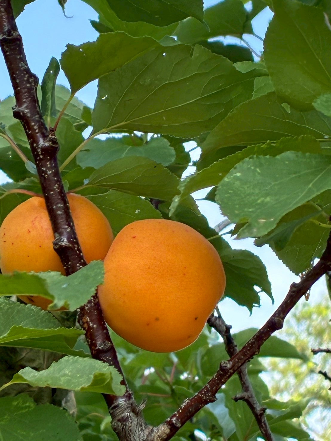 【9月お野菜便注文者限定】⭐️小豆島ドライあんず