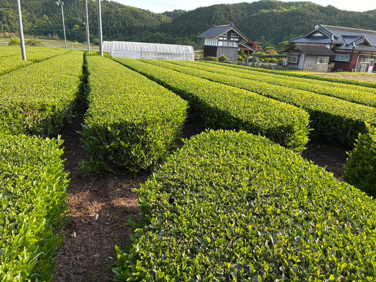 【9月お野菜便注文者限定】茨城県産「新茶」古内茶🍃100g
