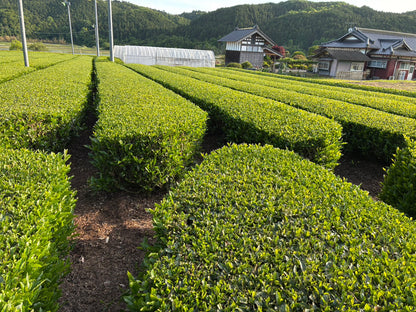 【9月お野菜便注文者限定】茨城県産「新茶」古内茶🍃100g