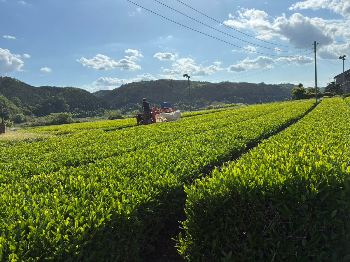 【9月お野菜便注文者限定】茨城県産「新茶」古内茶🍃100g