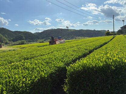 【9月お野菜便注文者限定】茨城県産「新茶」古内茶🍃100g