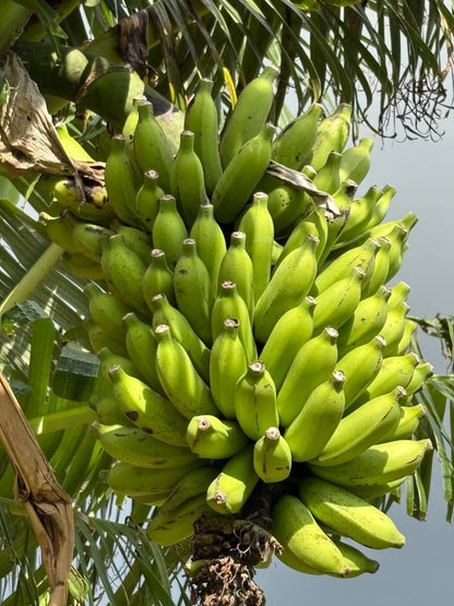 【旬のとっておき】沖縄産🍌バナナ　📦️80サイズ(約4〜5kg)