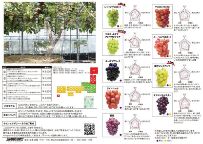 【旬のとっておき】おまかせ旬ぶどう２房セット（1kg以上）※北海道・沖縄県は送料550円